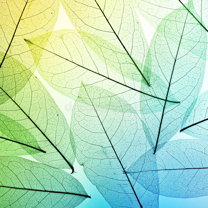 färgrika leaves för bakgrund låt vara textur fotografering för bildbyråer färgrika leaves för bakgrund låt vara textur fotografering för bildbyråer