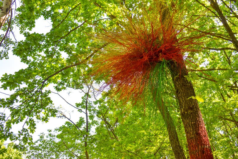 Färgrikt rede på det målade trädet i den färgrika skogen eller Padurea Colorata från Poienari, Rumänien arkivbild Färgrikt rede på det målade trädet i den färgrika skogen eller Padurea Colorata från Poienari, Rumänien arkivbild