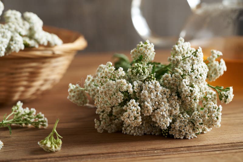 Färsk blomning på ett träbord eller akllea millefolium örb arkivbild