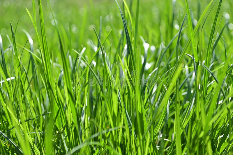 Färsk grön bakgrund för gräsrötterna. Färsk grön gräsbakgrund, bakgrundsflormönster