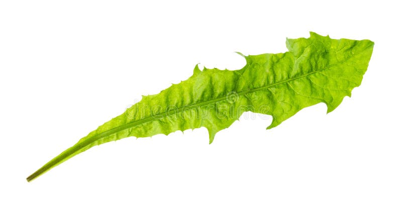 färsk grön löv av dandelionsnitt på vitt royaltyfri bild färsk grön löv av dandelionsnitt på vitt royaltyfri bild