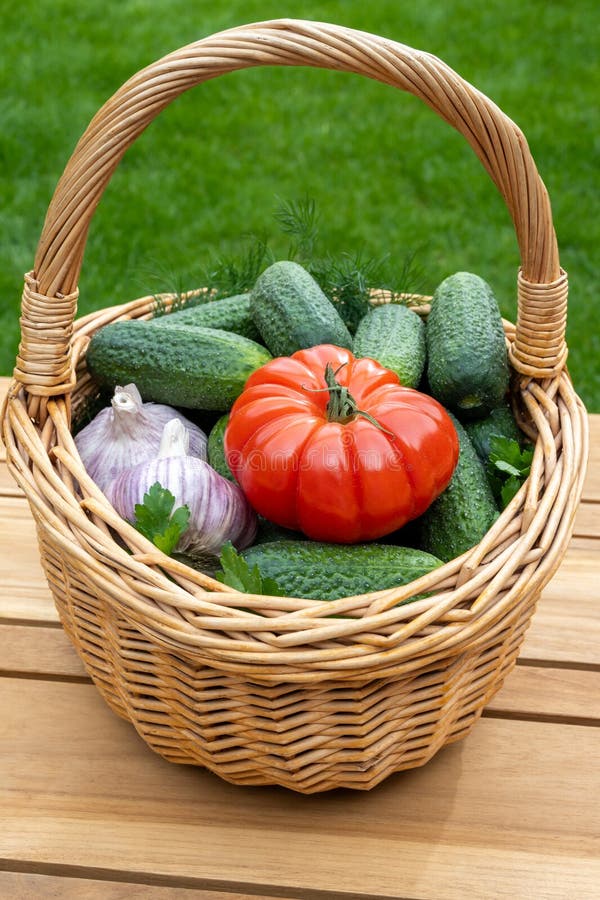 Färsk grön smågurka vitlöktomatdill i korgen på röd bakgrund royaltyfri bild