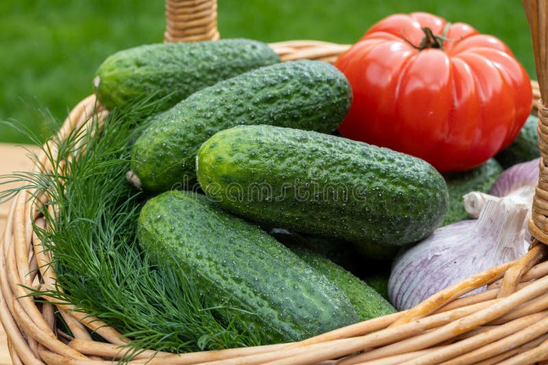 Färsk grön smågurka vitlöktomatdill i korgen på röd bakgrund royaltyfria foton