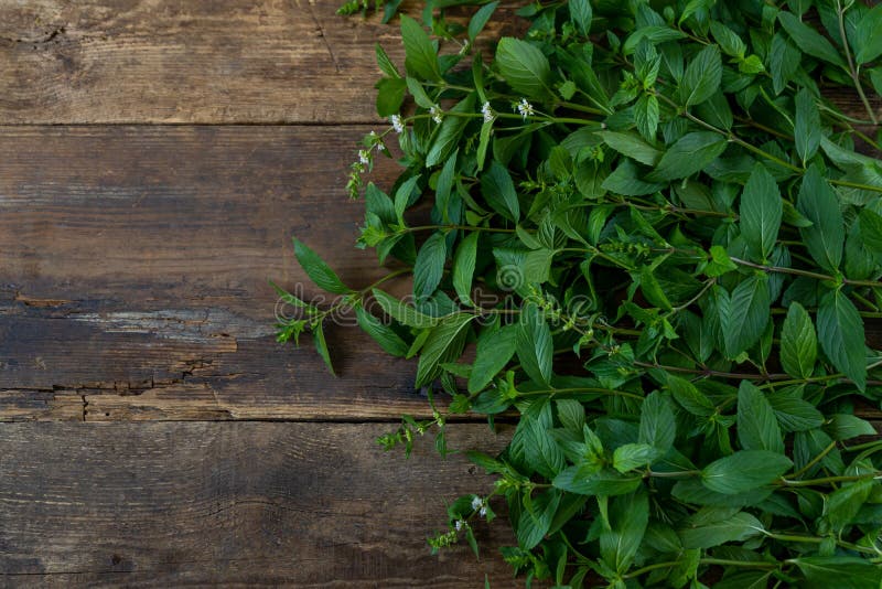 Färsk mynta på träbakgrund med plats för text. blad och blommor. en doftande växt. aromatisk terapi och. Aromterapi och matlagning. Mat för torkning och tillsättning i te. kopieringsutrymme.
