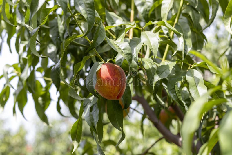 Färsk persikofrukt på ett träd på gården arkivbild