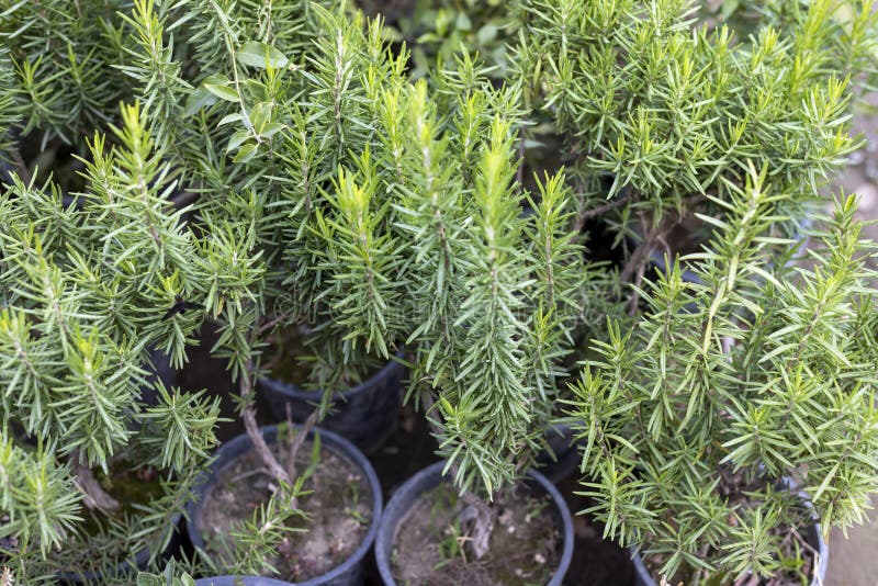 Färsk rosmarin i plastburkar arkivbilder