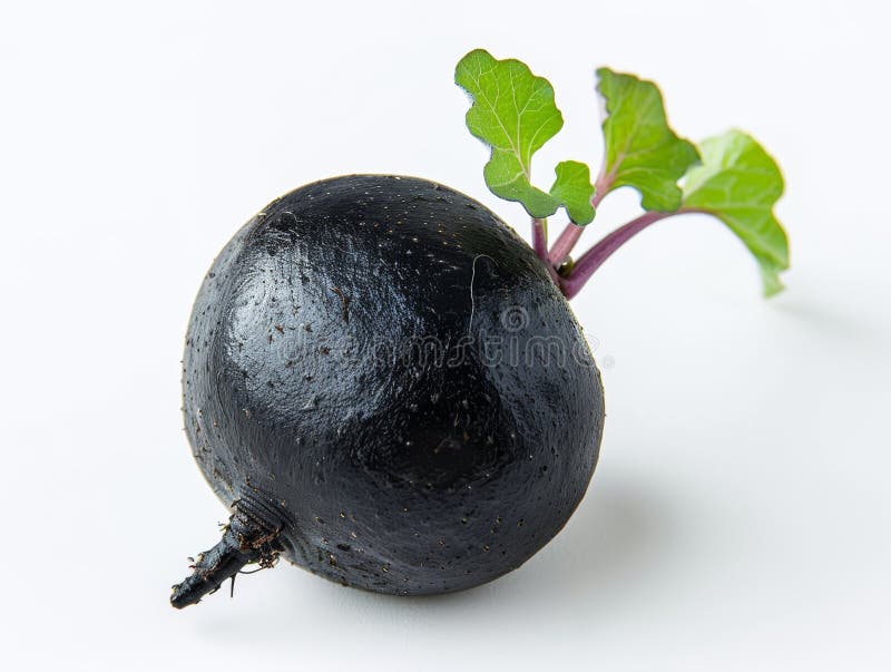 Färsk svart rädisa med gröna blad isolerade på vit bakgrund. Organiska vegetabiliska produkter som är perfekta för hälsosam koknin stock illustrationer