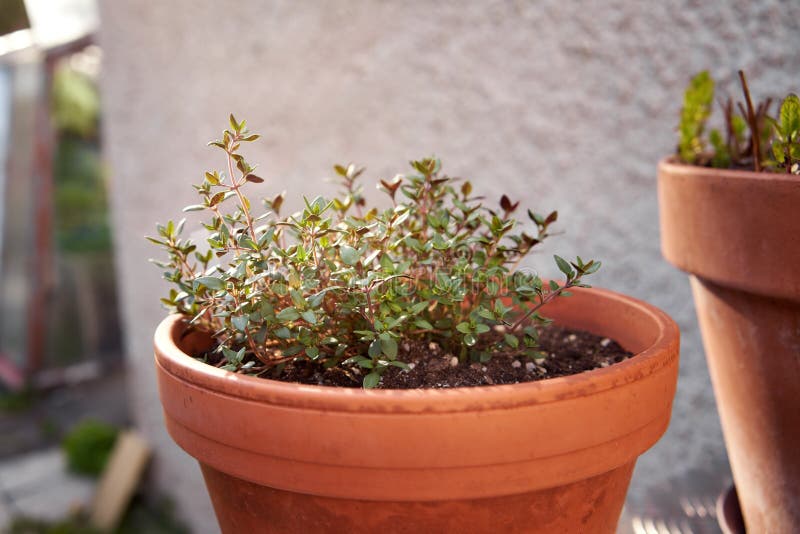 Färsk timma som växer i en blomkruka i en trädgård utomhus på våren arkivbilder