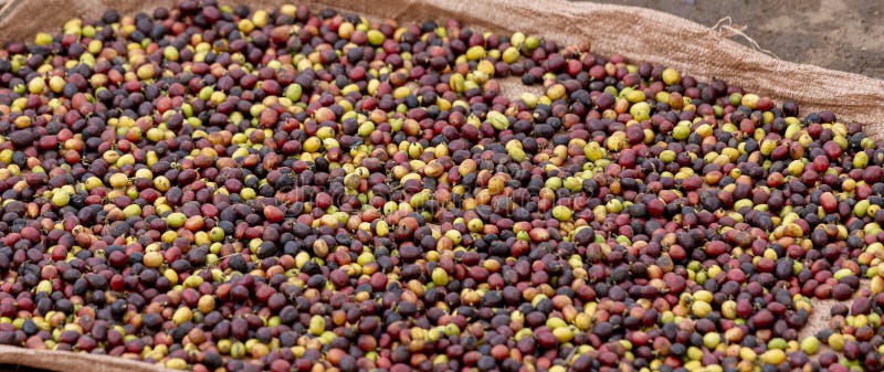 Färska, färgade kaffebönor som precis plockats på marken i africa royaltyfri foto