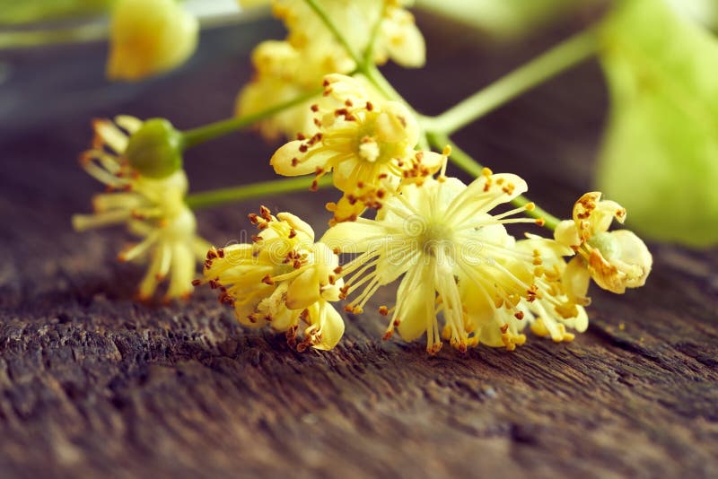 Färska lindblommor i medicinalväxter på ett bord royaltyfria bilder