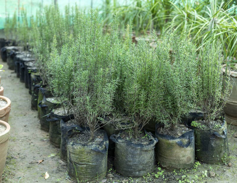 Färska rosmarinväxter i plantskolessäckar. royaltyfria bilder