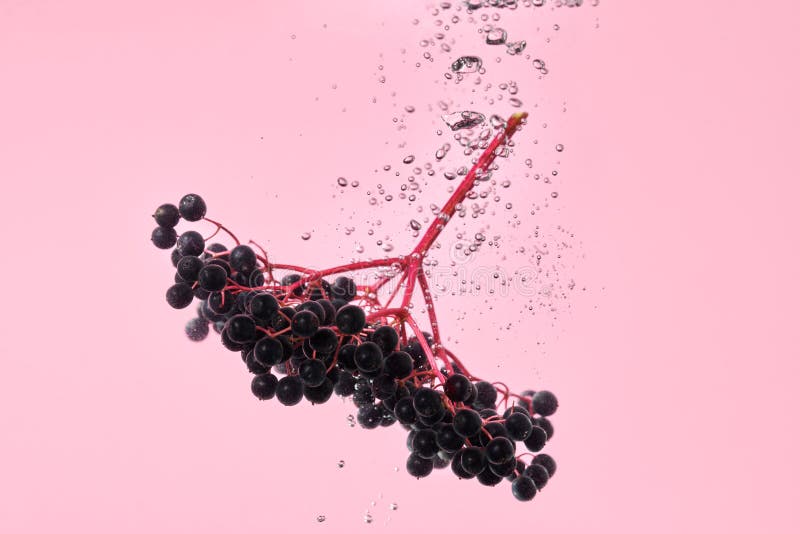 Färska svarta fläderbär i vatten på rosa bakgrund. friska antivirala örter arkivfoton