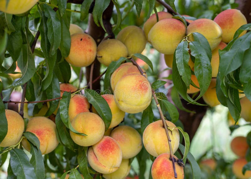 Färska, utsmälta persikor på en trädförslutning av persikor royaltyfri bild