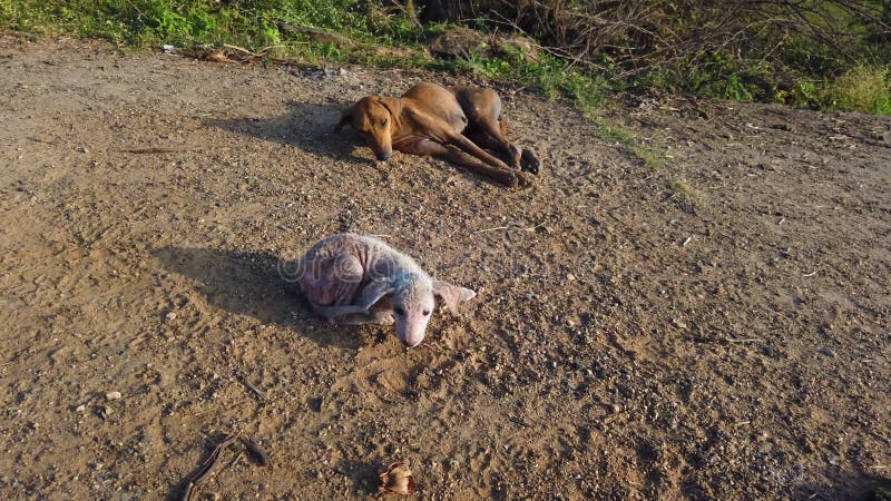 Fästingar infektion herrelösa gatuhundar som avslappnar och sover på väg i chennai tamilnadu india. Sjuka och sjuka mödra- och hun
