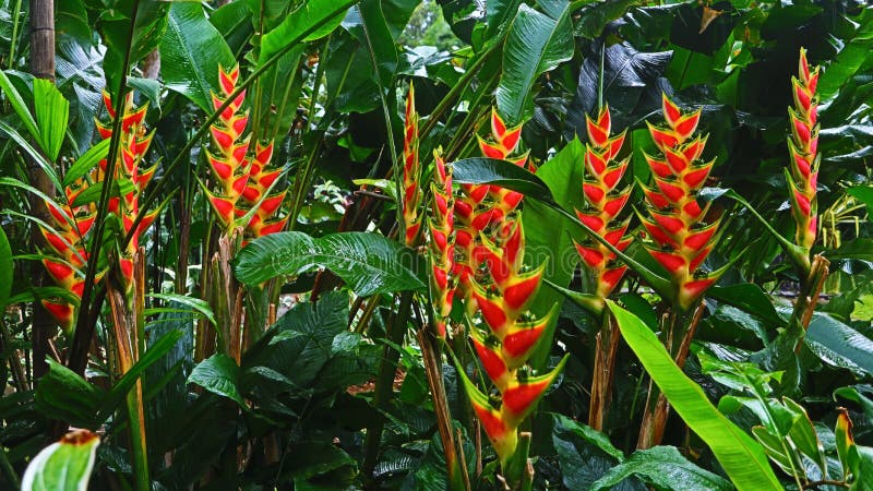 Fågel av Paradise med frodig grön bakgrundspanorama royaltyfri fotografi Fågel av Paradise med frodig grön bakgrundspanorama royaltyfri fotografi