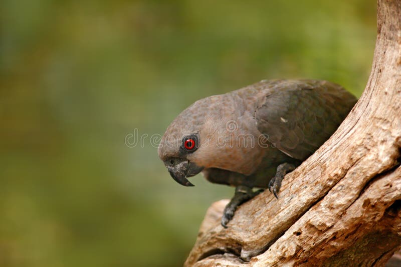 Fågel från Kenya, Afrika Röd-buktade papegojaPoicephalus rufiventris, ståendeljus - grön papegoja med det bruna huvudet Detaljnär royaltyfri foto Fågel från Kenya, Afrika Röd-buktade papegojaPoicephalus rufiventris, ståendeljus - grön papegoja med det bruna huvudet Detaljnär royaltyfri foto