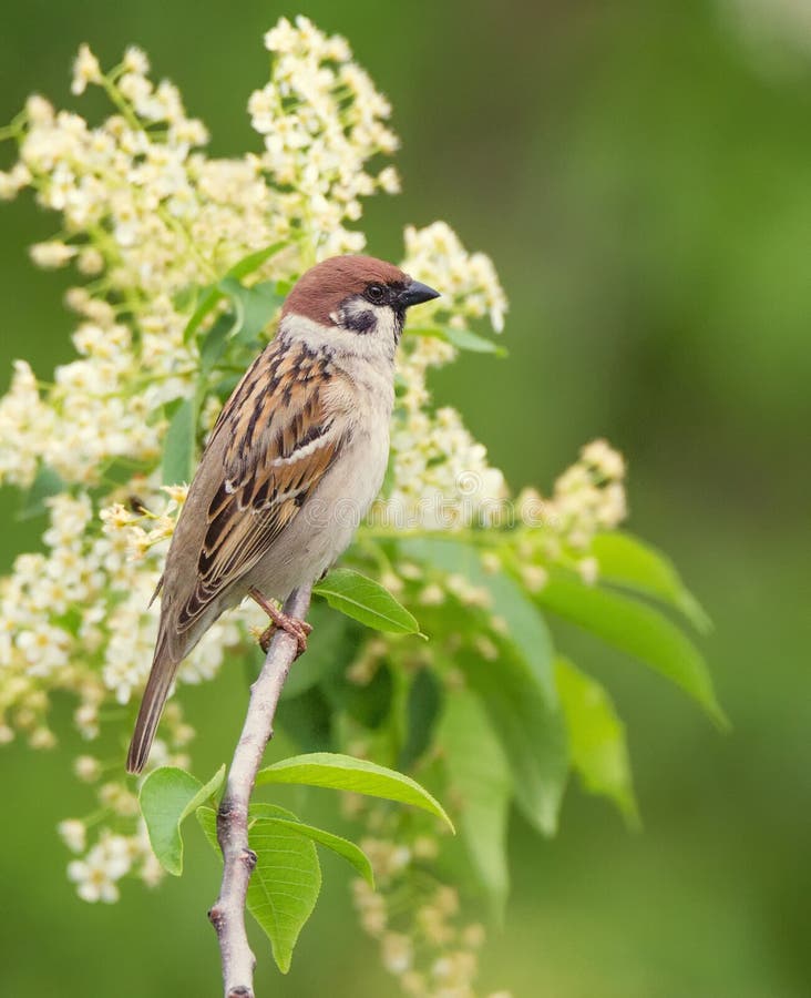 Fågel för trädsparv på en filial med blommor och blad på grön bakgrund för sorf arkivfoto Fågel för trädsparv på en filial med blommor och blad på grön bakgrund för sorf arkivfoto