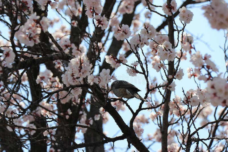 Fågel med Cherry Blossom i Korea royaltyfri foto Fågel med Cherry Blossom i Korea royaltyfri foto