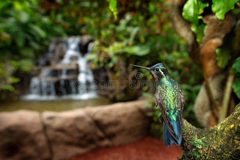 Fågel med skogvattenfallet härlig hummingbird Apelsinen och den lilla fågeln för gräsplan från berget fördunklar skogen i Costa R royaltyfri bild