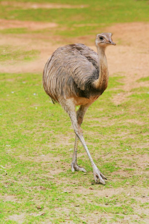 Portrait of a flightless South American bird of the genus Rhea, resembling the ostrich but somewhat smaller; long-legged and having three toes instead of two. Rhea feathers are used to make feather dusters in South America. Their skins are used for leather, their meat and eggs are food for man and dog. Portrait of a flightless South American bird of the genus Rhea, resembling the ostrich but somewhat smaller; long-legged and having three toes instead of two. Rhea feathers are used to make feather dusters in South America. Their skins are used for leather, their meat and eggs are food for man and dog.