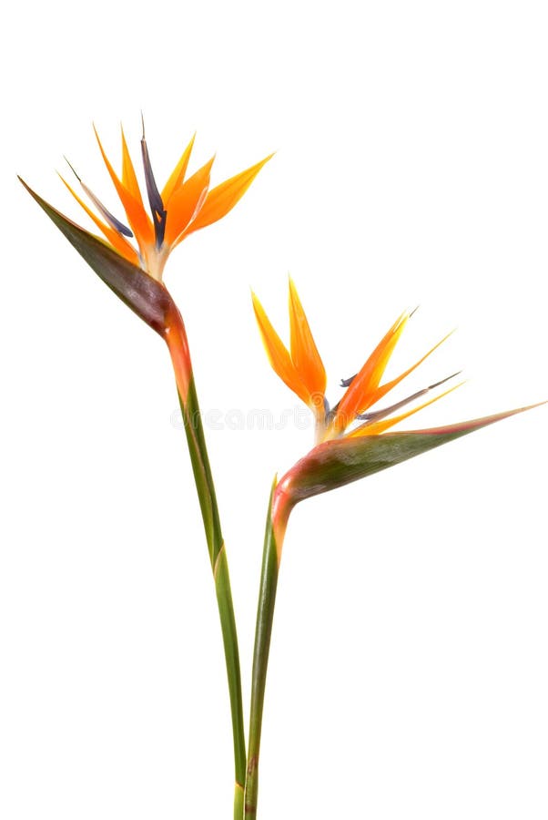 fågelblommaparadis royaltyfria foton fågelblommaparadis royaltyfria foton
