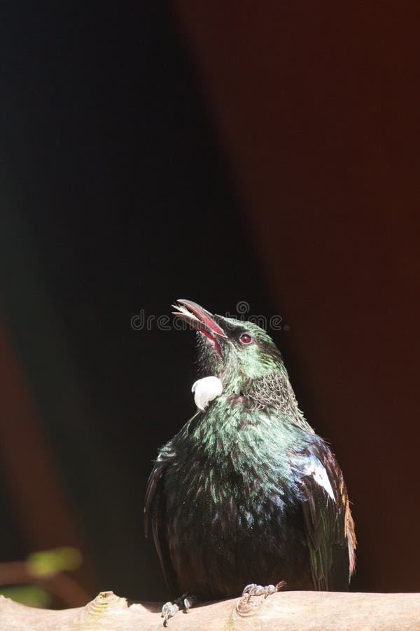fågelendemic nya tui zealand royaltyfria bilder fågelendemic nya tui zealand royaltyfria bilder