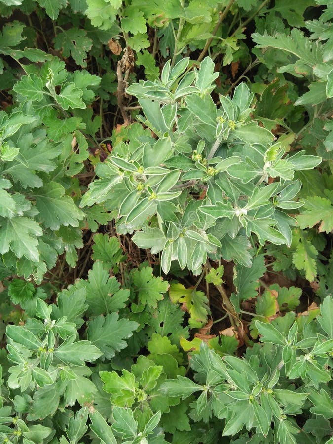 FÅGELUNGE WEED& x28 för MUSÖRA; CERESTIUM FONTANUM& x29; , STELLARIAMASSMEDIA /STICKY & x28; CERASTIUM GLOMERATUM& x29; royaltyfri foto FÅGELUNGE WEED& x28 för MUSÖRA; CERESTIUM FONTANUM& x29; , STELLARIAMASSMEDIA /STICKY & x28; CERASTIUM GLOMERATUM& x29; royaltyfri foto