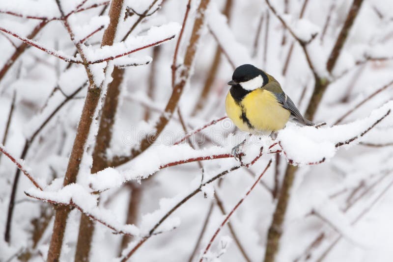 Great tit during first snow fall and freezing cold. Great tit during first snow fall and freezing cold