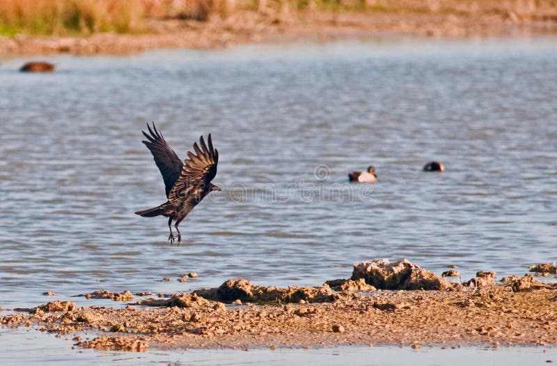 Fåglar av knivsmeden Bay Wetlands, södra Florida royaltyfri fotografi Fåglar av knivsmeden Bay Wetlands, södra Florida royaltyfri fotografi