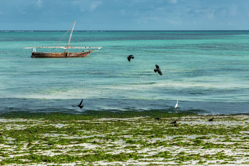 Fåglar som flyger över alger, Zanzibar. Fåglar som flyger över alger på stranden Zanzibar under lågvatten