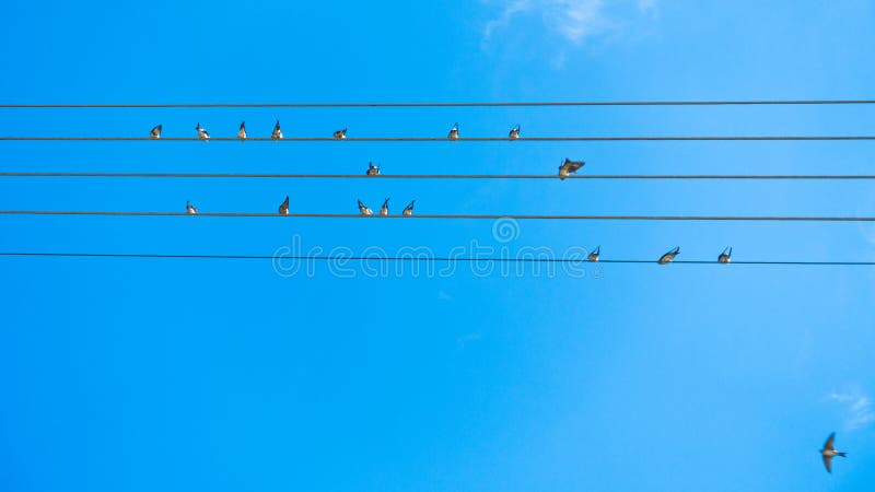 Fåglar som sjunger och bildar musik, trimmar på kraftledningar i Sithonia