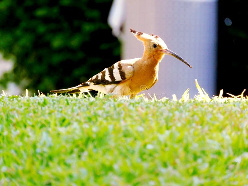 Fåglart hoopoblaj arkivbilder
