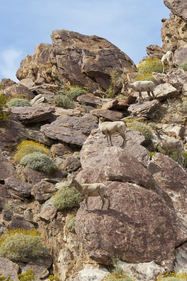 Desert Bighorn Sheep in Anza Borrego Desert State Park. California, USA. Desert Bighorn Sheep in Anza Borrego Desert State Park. California, USA