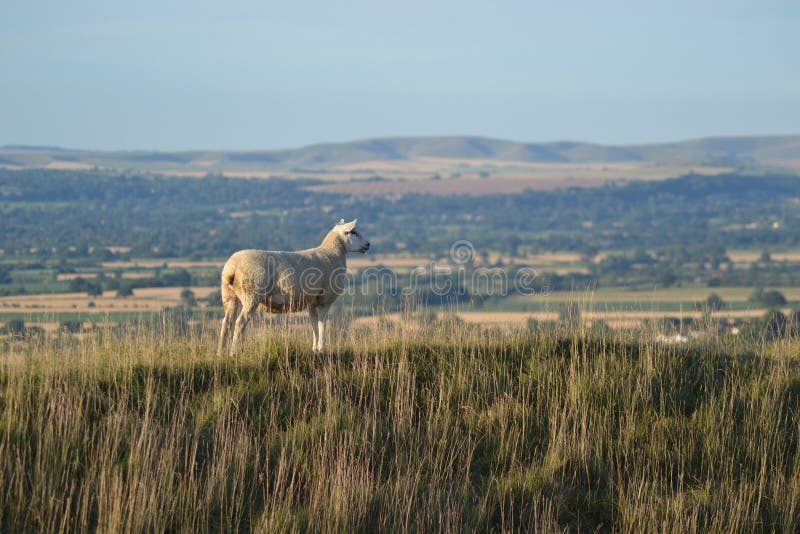 Får överst av en kulle som förbiser Wiltshire fotografering för bildbyråer Får överst av en kulle som förbiser Wiltshire fotografering för bildbyråer