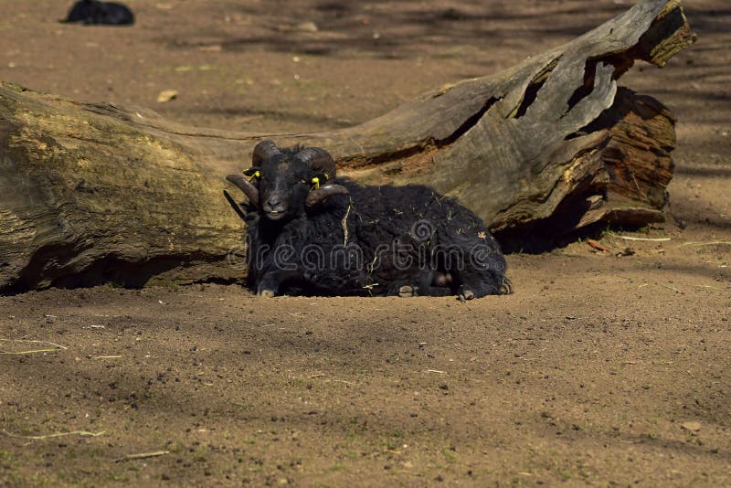 The Ouessant Sheep or Ushant or Quessant is the smallest breed of sheep in the world; its height must not exceed 50 cm and the average weight is 15 kg. The Ouessant Sheep or Ushant or Quessant is the smallest breed of sheep in the world; its height must not exceed 50 cm and the average weight is 15 kg.