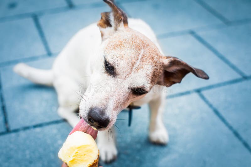 Férias de verão do cão que lambem o gelado imagens de stock Férias de verão do cão que lambem o gelado imagens de stock