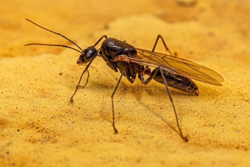 Fêmea adulta imagens de stock