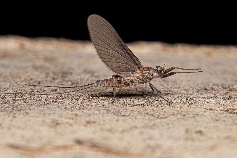 Fêmea adulta imagem de stock