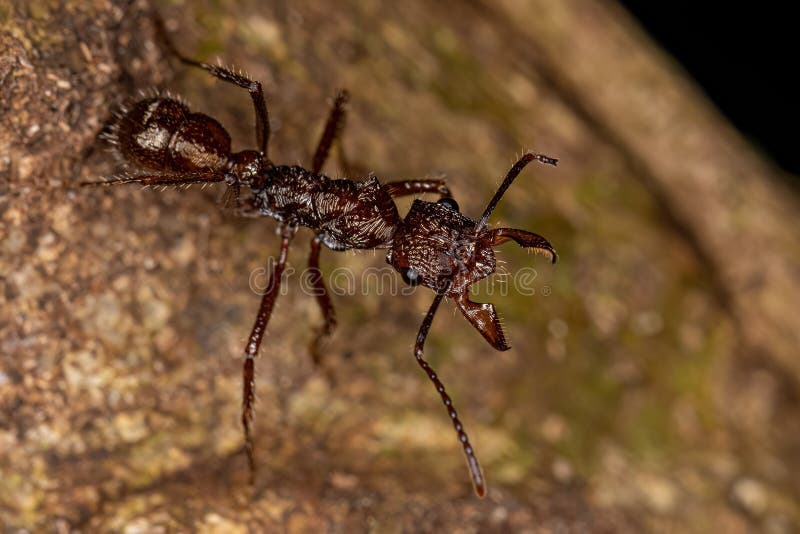 Formiga Ectatommina fêmea adulta imagens de stock