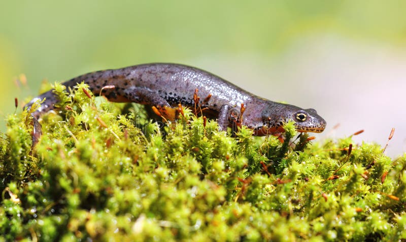 Fêmea alpina do newt no musgo verde imagens de stock Fêmea alpina do newt no musgo verde imagens de stock