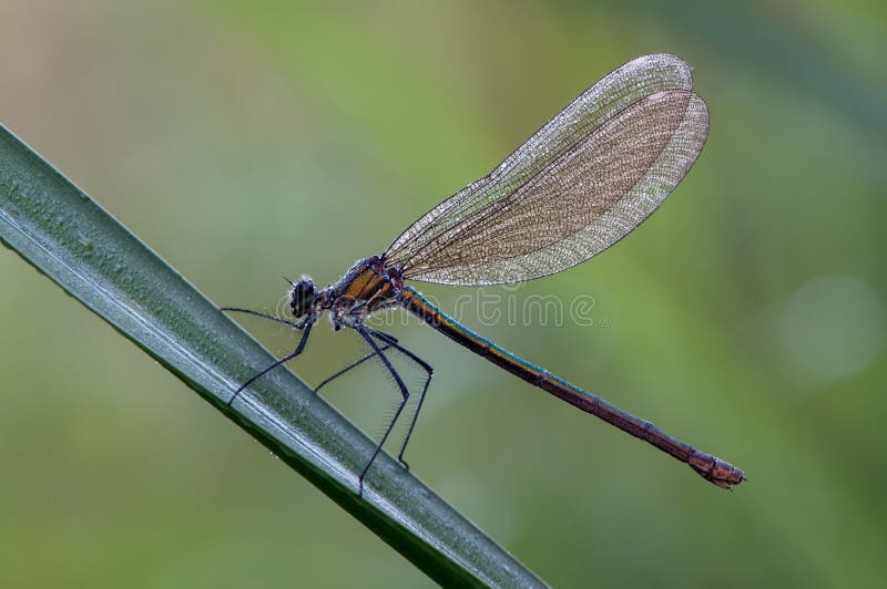Fêmea dos splendens de Calopteryx foto de stock Fêmea dos splendens de Calopteryx foto de stock