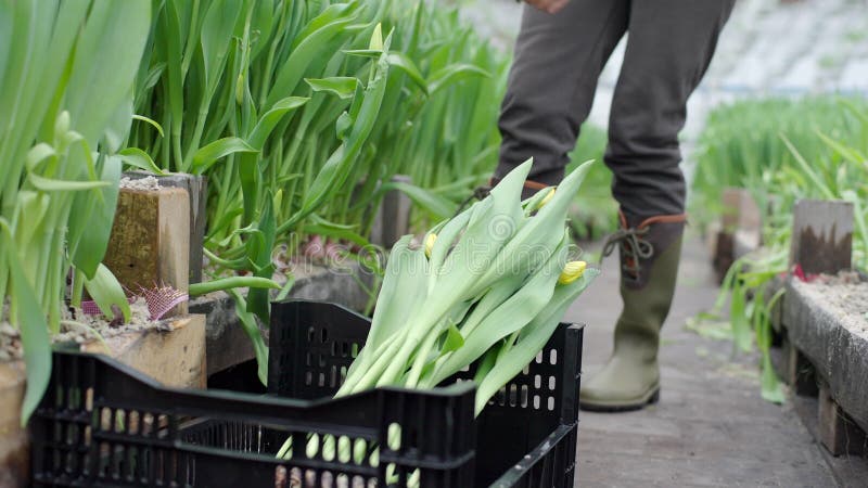 Fêmeas colocam plantas em recipiente na estufa