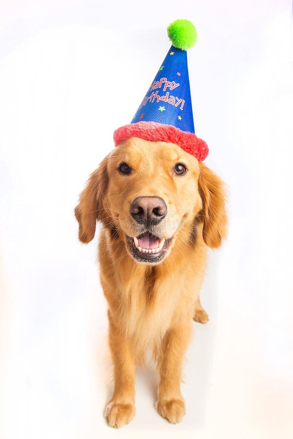 F te D anniversaire De Chien Photo stock Image du mignon F te D anniversaire De Chien Photo stock Image du mignon