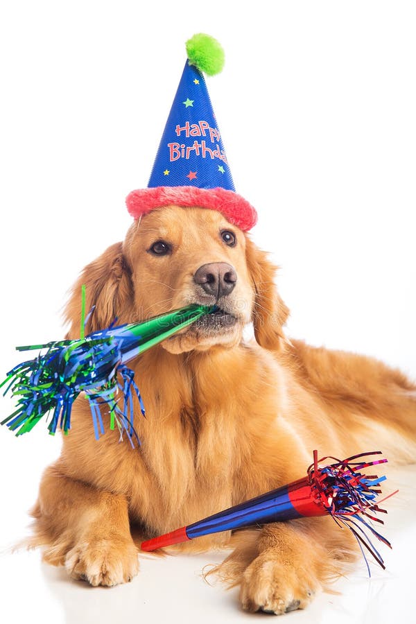 F te D anniversaire De Chien Photo stock Image du mignon F te D anniversaire De Chien Photo stock Image du mignon