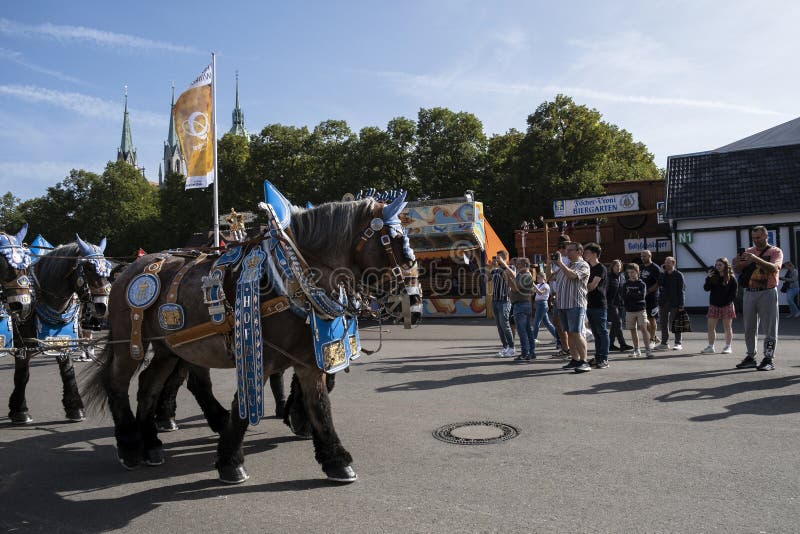Munich, Germany - October 1, 2023. Man and horse-drawn beer carts at Oktoberfest 2023, the world famous beer festival in the Bavarian culture called d' Wiesn, in Munich, Germany. Munich, Germany - October 1, 2023. Man and horse-drawn beer carts at Oktoberfest 2023, the world famous beer festival in the Bavarian culture called d' Wiesn, in Munich, Germany.