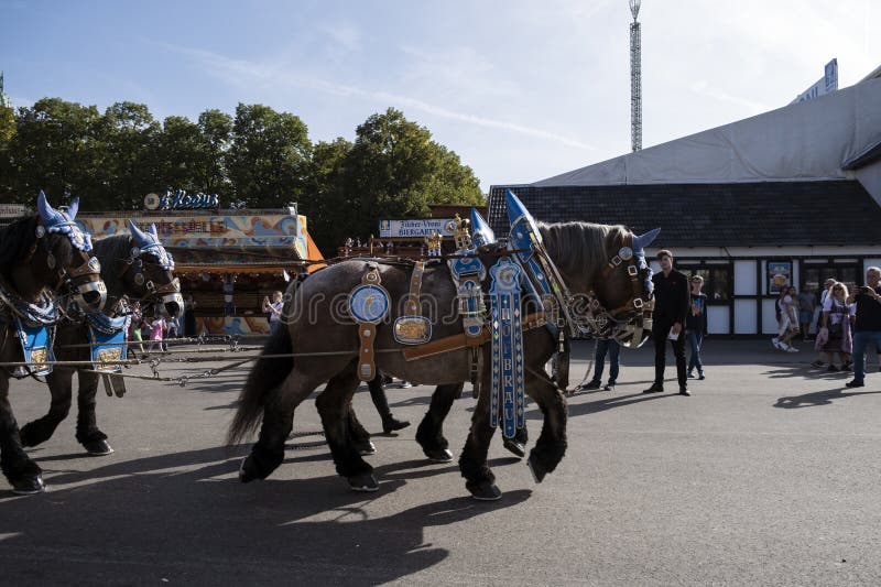 Munich, Germany - October 1, 2023. Man and horse-drawn beer carts at Oktoberfest 2023, the world famous beer festival in the Bavarian culture called d' Wiesn, in Munich, Germany. Munich, Germany - October 1, 2023. Man and horse-drawn beer carts at Oktoberfest 2023, the world famous beer festival in the Bavarian culture called d' Wiesn, in Munich, Germany.