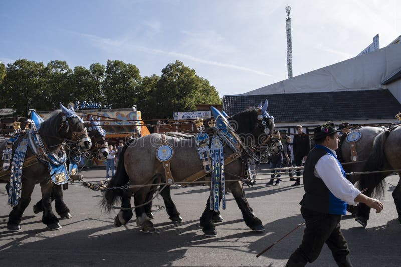 Munich, Germany - October 1, 2023. Man and horse-drawn beer carts at Oktoberfest 2023, the world famous beer festival in the Bavarian culture called d' Wiesn, in Munich, Germany. Munich, Germany - October 1, 2023. Man and horse-drawn beer carts at Oktoberfest 2023, the world famous beer festival in the Bavarian culture called d' Wiesn, in Munich, Germany.