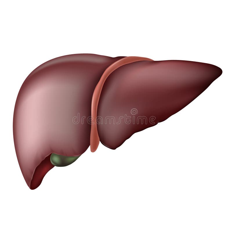 Fígado com a vesícula biliar de uma pessoa absolutamente saudável, isolada em um fundo branco Icon_??????? do vetor ilustração stock Fígado com a vesícula biliar de uma pessoa absolutamente saudável, isolada em um fundo branco Icon_??????? do vetor ilustração stock