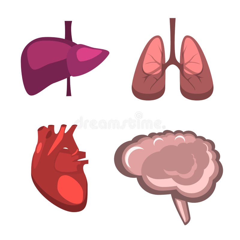 Fígado humano dos órgãos internos, cérebro, pulmões, anatomia da medicina do coração ilustração royalty free Fígado humano dos órgãos internos, cérebro, pulmões, anatomia da medicina do coração ilustração royalty free