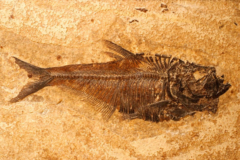 Fósil de los pescados imagen de archivo Fósil de los pescados imagen de archivo